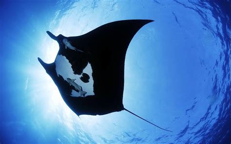 Manta Ray Wallpapers Top Free Manta Ray Backgrounds Wallpaperaccess