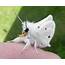 Official Cute Moth Appreciation Thread  NeoGAF