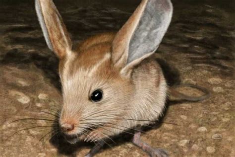 5 Fakta Jerboa Hewan Kecil Yang Mirip Tikus Kanguru Dan Kelinci