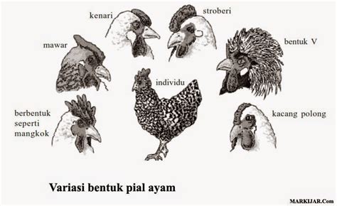Untuk mendapatkan gambaran yang lebih jelas tentang tingkatan keanekaragaman hayati. Keanekaragaman Hayati - MARKIJAR.Com