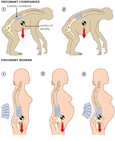 Pregnancy tests look for the human chorionic gonadotropin (hcg) hormone which is also called the. Why Women Evolved Curvier Spines - MyDocHub Blog - Health Advocate and Healthy Living | MyDocHub ...