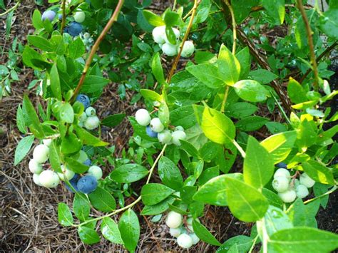 How To Grow Better Blueberries