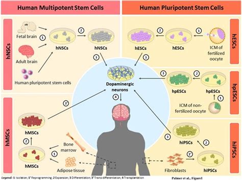 Treatment Of Parkinsons Disease Using Human Stem Cells