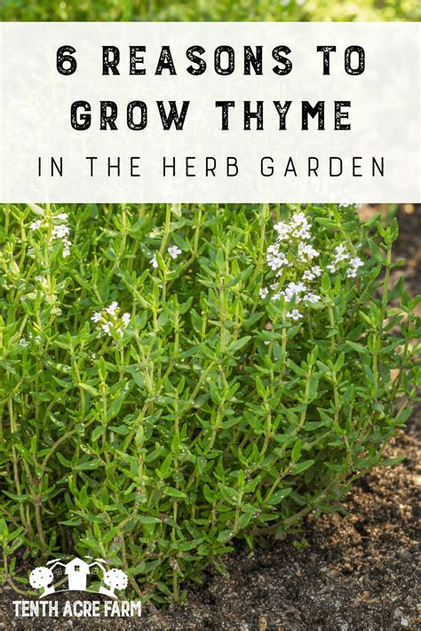 6 Reasons To Grow Thyme In The Herb Garden Tenth Acre Farm