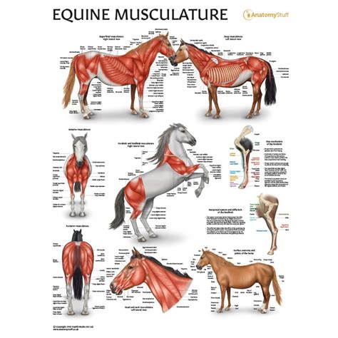 Charts provided for personal entertainment or informational use only. Equine Musculature Anatomy Laminated Chart | Horse Muscles ...