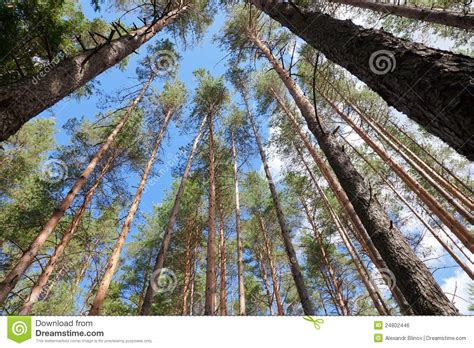 Tall Pine Trees In The Forest Stock Photo Image Of