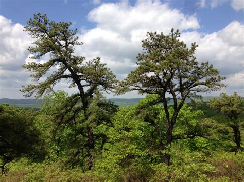 9 Different Types Of Pine Trees In Virginia Progardentips