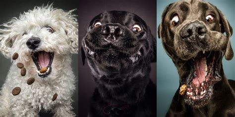 This Photographer Takes Photos Of Dogs Trying To Catch Treats And The