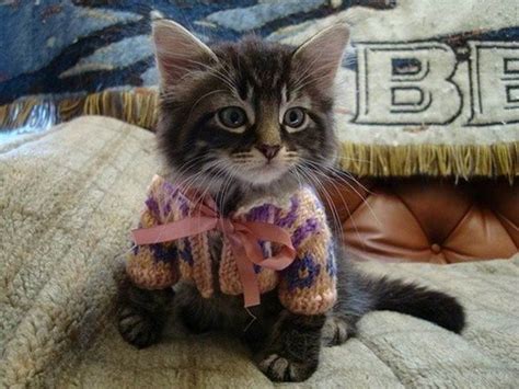 Hilarious 30 Cutey Kittens Dressed Up Cute Overload