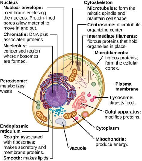 Smooth endoplasmic reticulum, mitochondria, golgi bodies, lysosomes. Eukaryotic Cells | Boundless Biology