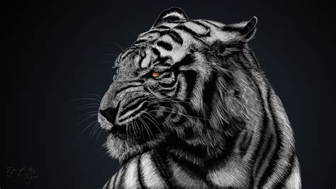 خلفيات النمر مميزة اجمل صور النمور الملونة 2023 8k Tiger Uhd