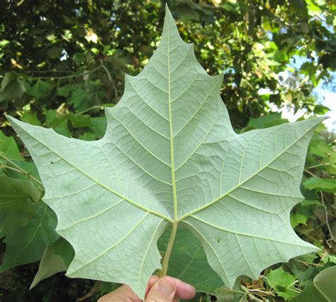 Mexican Sycamore Platanus Mexicana Drought Tolerant Trees