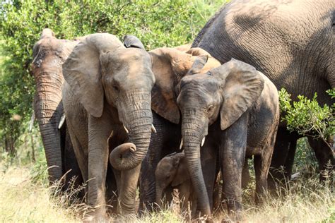 Reports On Protecting The African Elephants From Extinction Globalgiving