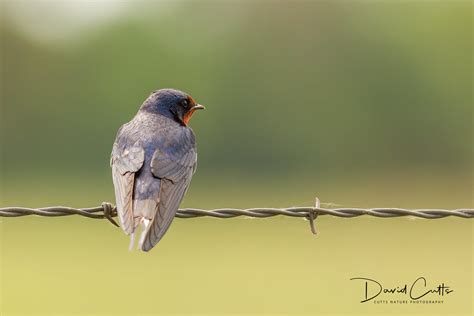 Barn Swallow On Barbed Wire Barn Swallows Hirundo Rustica Flickr