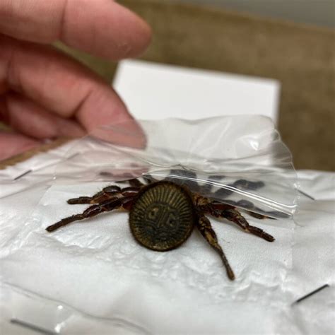 Spider Cyclocosmia Ricketti Chinese Hourglass Trapdoor Spider Nātür