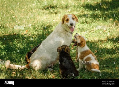 How Do Mother Dogs Care For Their Puppies