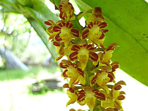Impiana gubahan bunga orkid facebook orkidpj hash tags deskgram cara gub. Koleksi Pokok Bunga Orkid Paling Cantik Di Bukit Besi