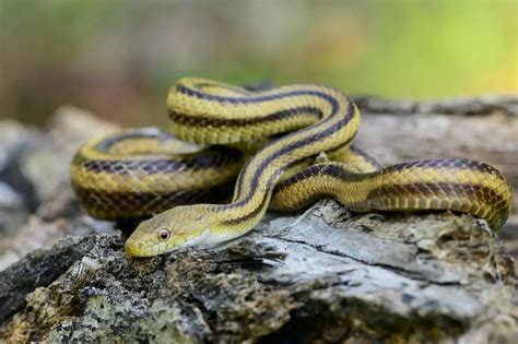17 Types Of Black And Yellow Snakes With Stripes In The World