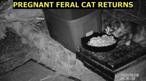 Pregnant Feral Cat Returns Youtube