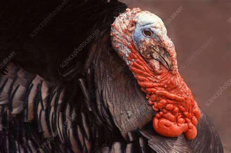 Male Domestic Turkey Stock Image E7640464 Science Photo Library
