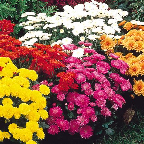 Buy Chrysanthemum Hardy Garden Mums J Parkers