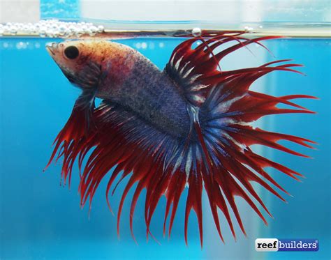 The best of the Aquarama 2015 international Betta ...
