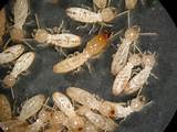 Termite Larvae Vs Maggots Pictures