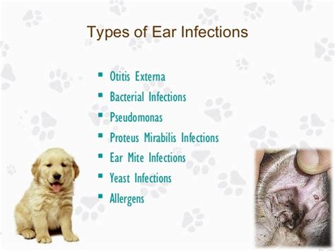 Ear Infection In Dogs Causes Treatments And Prevention
