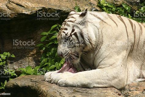 White Tiger Eating Stock Photo Download Image Now Animal Animal