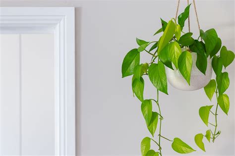 22 Indoor Vine Plants That Look Great In The Home