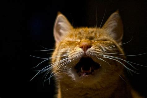 Cat Yelling Diy Animal Tips And Recipes Pinterest
