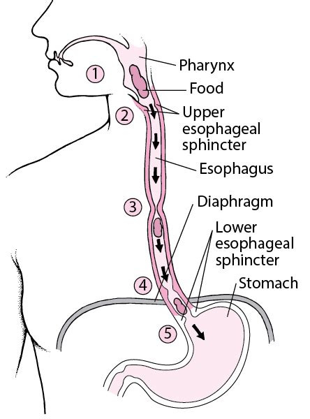 Overview Of The Esophagus Digestive Disorders Merck Manuals