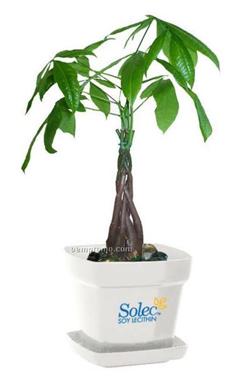 The tree was fine until the end of the june when some of the leaves started to turn yellow. Money Tree / Pachira Plant In Square Plastic Pot & Marbles,China Wholesale Money Tree / Pachira ...