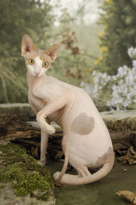 Egyptian Hairless Cat Tattooing Sphynx Cats Is Cruel Pethelpful