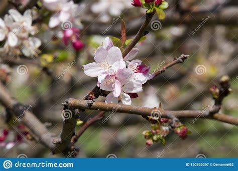 Fruit Trees Home Gardening Apple Cherry Pear Plum Identify Fruit