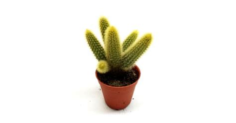 Touted by many as the best place to buy succulents online, you can't go wrong buying from mountain crest gardens. Buy Cleistocactus Tarantula Cactus - Rat Tail Cactus ...