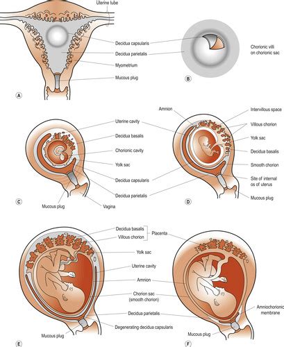 The Placenta Membranes And Amniotic Fluid Basicmedical Key