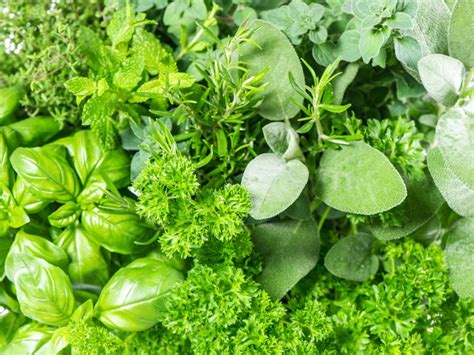10 Best Herbs To Grow Indoor 🌿