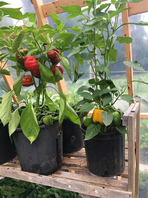 How To Grow Green Bell Peppers In Containers Or In Your Vegetable