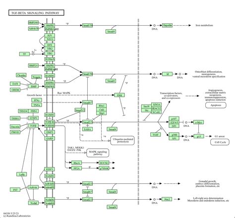 Kegg Pathway Tgf Beta Signaling Pathway Homo Sapiens Human