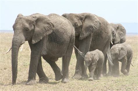 Adult Elephants With Calves Elephant Facts And Information