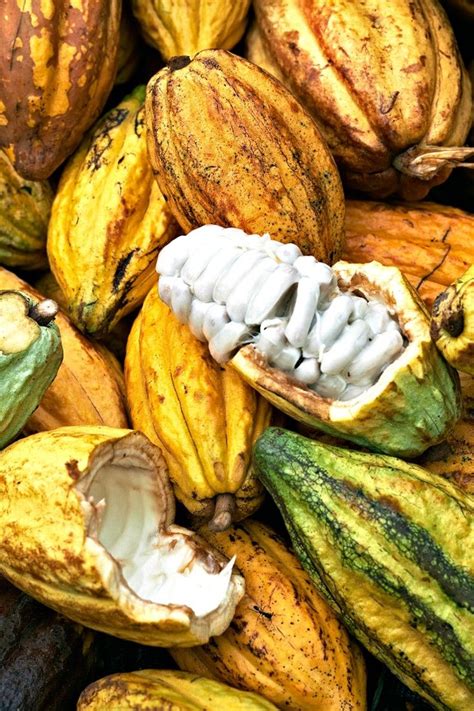 Barraca restaurant, st lucia : Boucan by Hotel Chocolat (Saint Lucia, St. Lucia ...