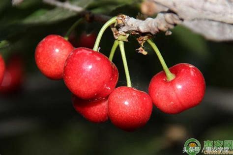 山東大櫻桃的主要品種介紹及種植管理技巧 每日頭條