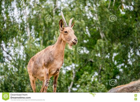 One Great Siberian Ibex Stock Photo Image Of Natural 75851886