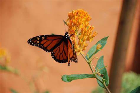 The Monarch Butterfly Decline And What You Can Do About It Cool