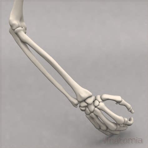 3d Max Male Human Arm Skeleton