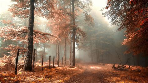 Wallpaper Forest Road Fence Fog Red Autumn Landscape
