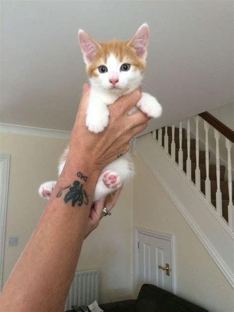 Super Cute Kitten For Sale Dunstable Bedfordshire Pets4homes
