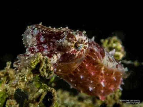 Ultimate Guide To Squid And Cuttlefish Of North Sulawesimurex Dive Resorts