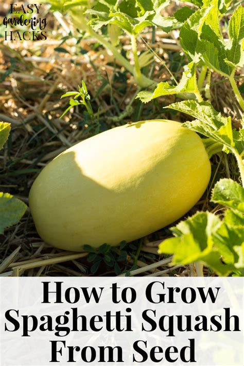 How To Grow Spaghetti Squash From Seed Easy Gardening Hacks